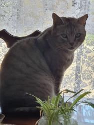 Lost Male Cat last seen Ryle Place Flynn, Flynn, ACT 2615