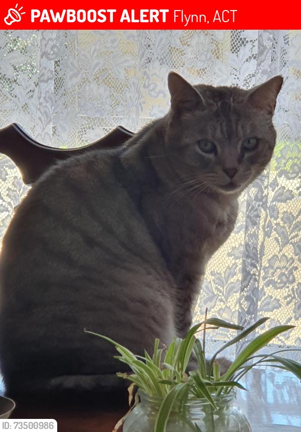 Lost Male Cat last seen Ryle Place Flynn, Flynn, ACT 2615