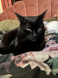 Reunited Female Cat last seen govan road, Glasgow City, Scotland G51 3EA