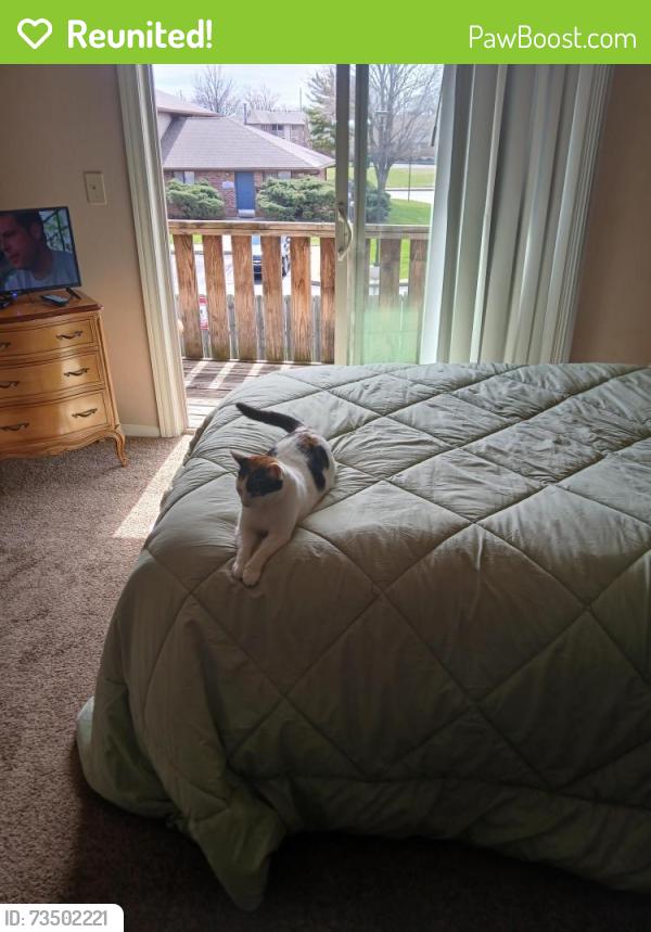 Reunited Female Cat last seen Back of cloverleaf apmts, Indianapolis, IN 46241