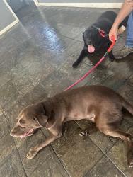 Found/Stray Male Dog last seen Near greenfield dr, El Cajon, CA 92021