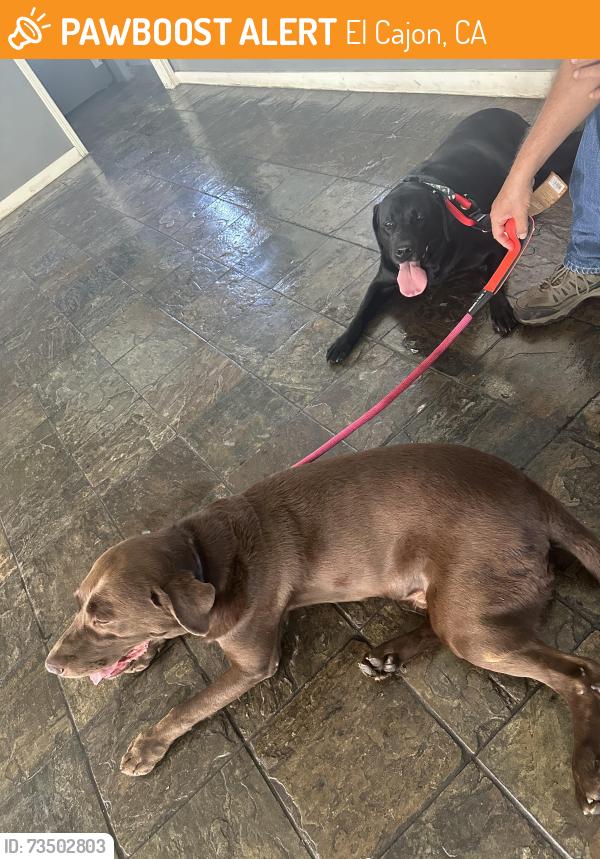 Found/Stray Male Dog last seen Near greenfield dr, El Cajon, CA 92021