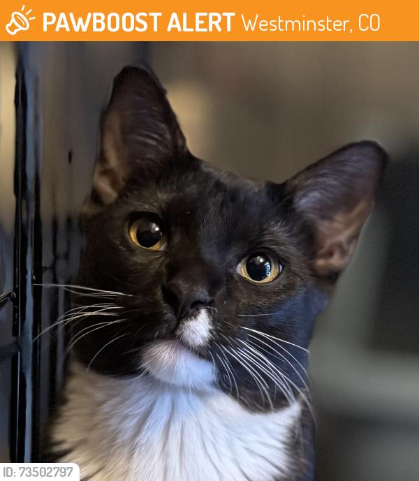 Found/Stray Male Cat last seen Drury Plaza Hotel, 10393 Reed Street, Westminster, CO, Westminster, CO 80021
