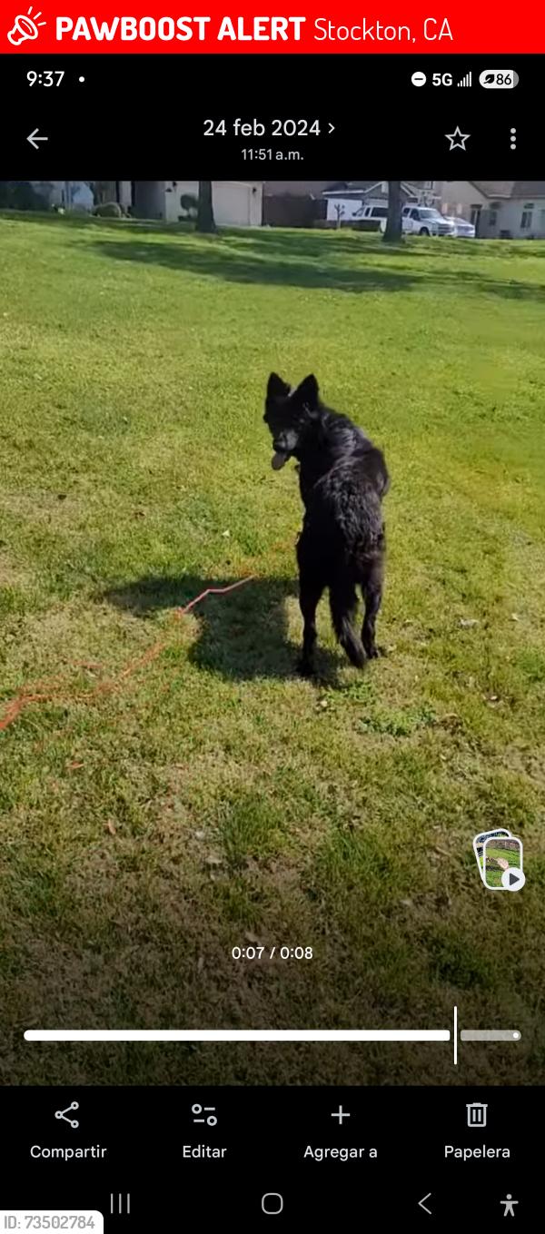 Lost Female Dog last seen Taft Elementary area, Stockton ca., Stockton, CA 95206