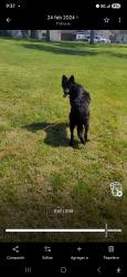 Lost Female Dog last seen Taft Elementary area, Stockton ca., Stockton, CA 95206