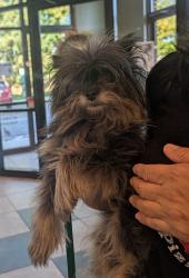 Reunited Male Dog last seen Main street across from car dealership, Norristown, PA 19405