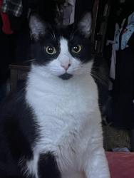 Reunited Male Cat last seen Near Lower Azusa, El Monte, CA 91731