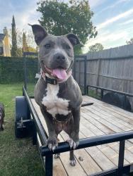 Reunited Female Dog last seen Ripplebrook drive near buffalo speedway and orem, Houston, TX 77045