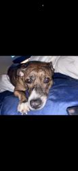 Reunited Female Dog last seen Near Windy Meadow Dr, Plano, TX 75023, USA, Plano, TX 75023