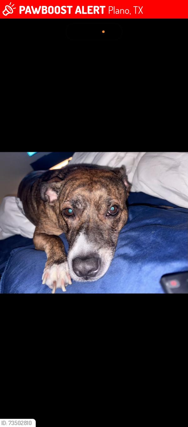 Lost Female Dog last seen Near windy meadow dr Plano tx 75023, Plano, TX 75023