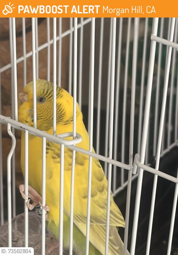 Found/Stray Unknown Bird last seen Victory Honda Morgan Hill, Morgan Hill, CA 95037