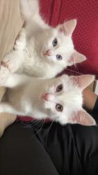 Lost Female Cat last seen 95th street and McVicker between McDonald and Speedway, Oak Lawn, IL 60453