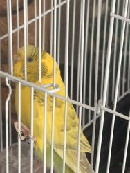 Found/Stray Unknown Bird last seen Victory Honda Morgan Hill, Morgan Hill, CA 95037