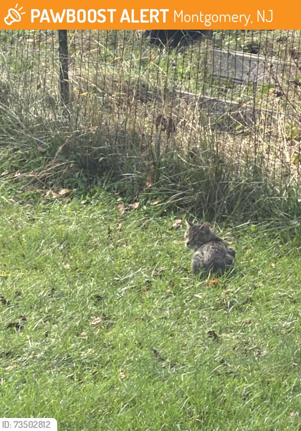 Found/Stray Unknown Cat last seen Hoagland drive & poling farm road ct, Montgomery, NJ 08502