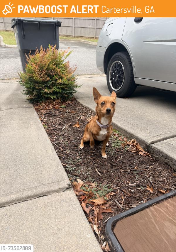 Found/Stray Female Dog last seen Quick trip, Cartersville, GA 30121