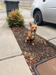 Found/Stray Female Dog last seen Quick trip, Cartersville, GA 30121