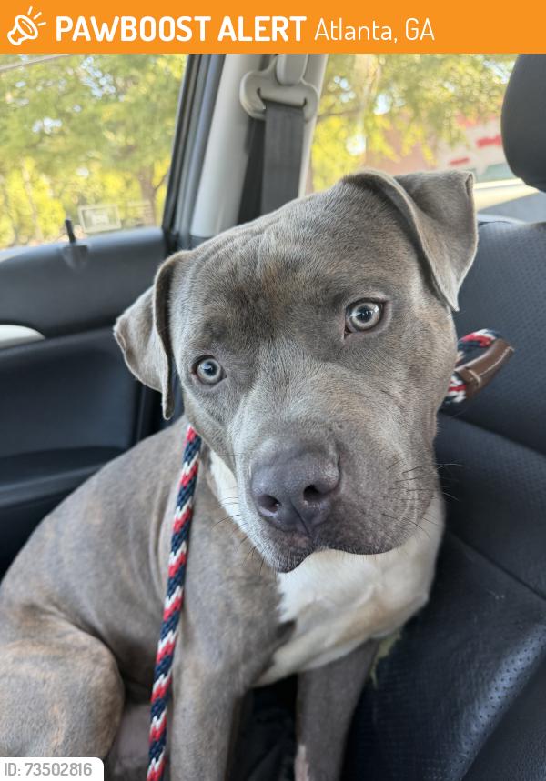 Found/Stray Unknown Dog last seen Buckhead Ave NE and N Fulton Dr NE, Atlanta, GA 30305