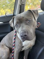 Found/Stray Unknown Dog last seen Buckhead Ave NE and N Fulton Dr NE, Atlanta, GA 30305