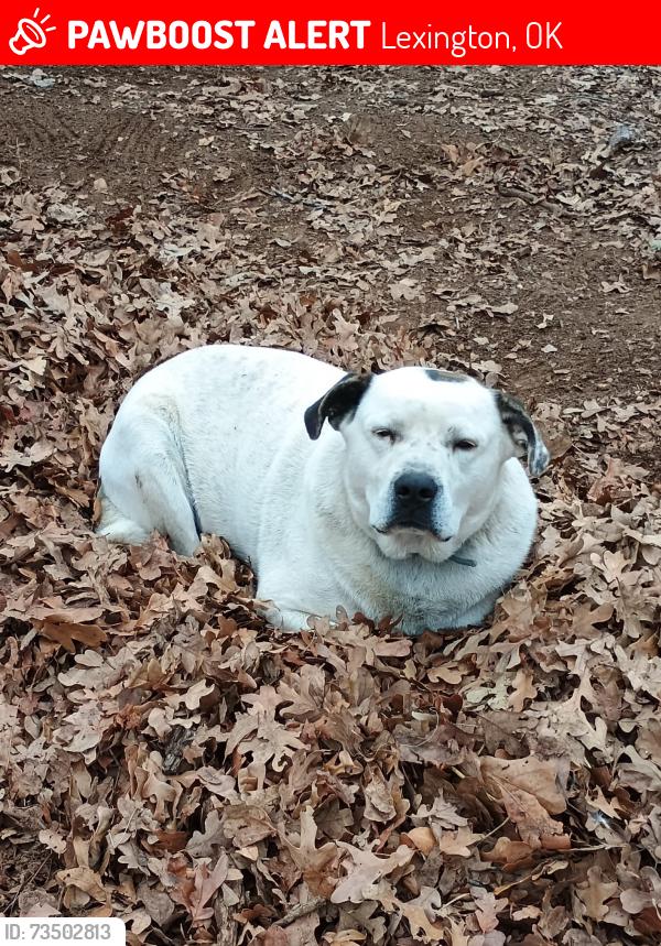 Lost Male Dog last seen 180th and box street, Lexington, OK 73051