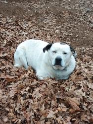 Lost Male Dog last seen 180th and box street, Lexington, OK 73051