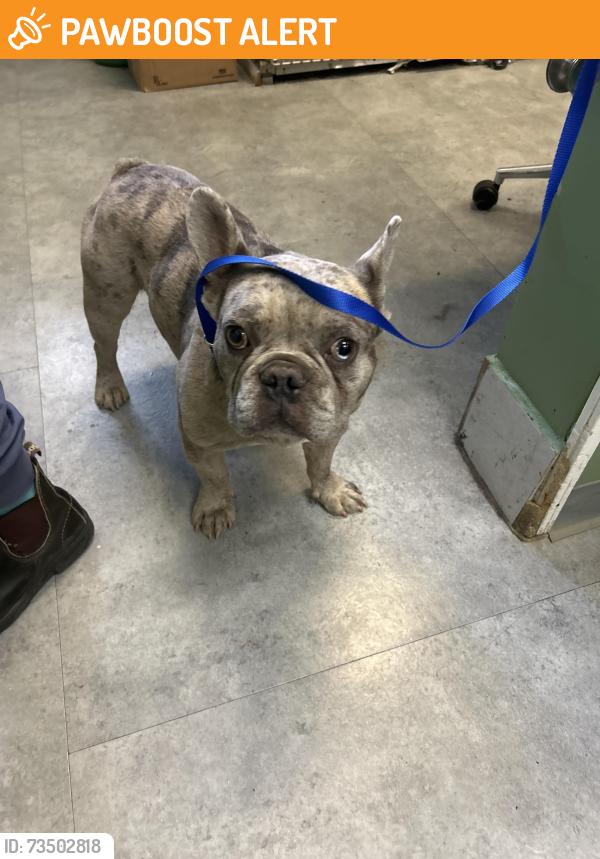 Found/Stray Male Dog last seen Huntington pet vet, Huntington Beach, CA 92648