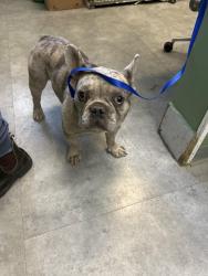 Found/Stray Male Dog last seen Huntington pet vet, Huntington Beach, CA 92648