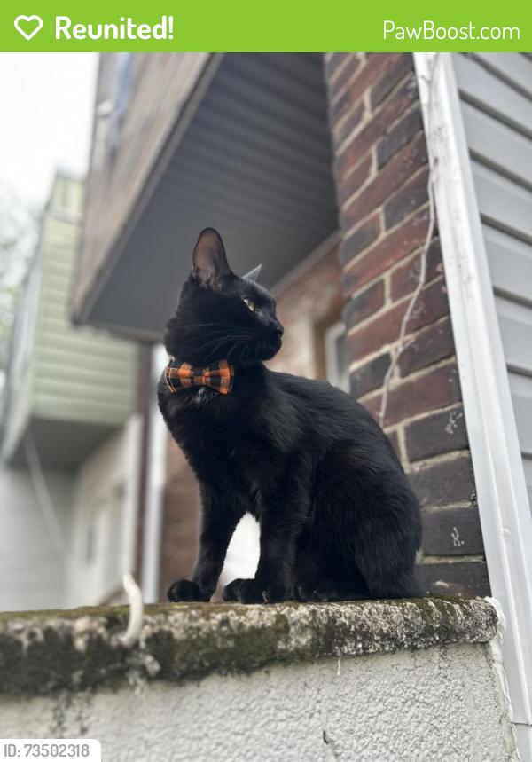 Reunited Male Cat last seen 24th & Morris Street, South Philly, Philadelphia, PA 19145