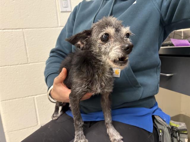 Shelter Stray Female Dog last seen FENWAY & WRIGLEY, 11232 B Ave, Auburn, CA 95603, USA