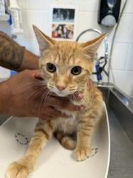 Shelter Stray Male Cat last seen ALAMANCE COUNTY, 221 Stone Quarry Rd, Burlington, NC 27217, USA