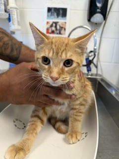 Shelter Stray Male Cat last seen ALAMANCE COUNTY, 221 Stone Quarry Rd, Burlington, NC 27217, USA