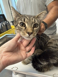 Shelter Stray Male Cat last seen ALAMANCE COUNTY, 221 Stone Quarry Rd, Burlington, NC 27217, USA
