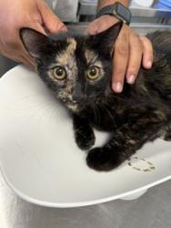 Shelter Stray Female Cat last seen ALAMANCE COUNTY, 221 Stone Quarry Rd, Burlington, NC 27217, USA