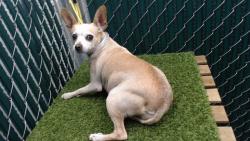 Shelter Stray Female Dog last seen , 11258 Garfield Ave, Downey, CA 90242, USA