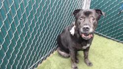 Shelter Stray Male Dog last seen , 11258 Garfield Ave, Downey, CA 90242, USA