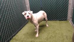 Shelter Stray Female Dog last seen , 11258 Garfield Ave, Downey, CA 90242, USA