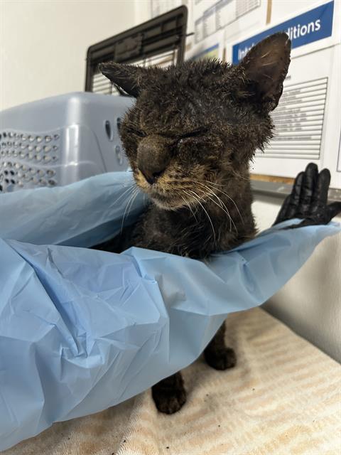 Shelter Stray Male Cat last seen , 600 Aviation Dr, Camarillo, CA 93010, USA