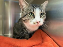 Shelter Stray Male Cat last seen Near BLOCK NORTHVIEW DR, COLORADO SPRINGS CO 80909, 610 Abbot Ln, Colorado Springs, CO 80905, USA