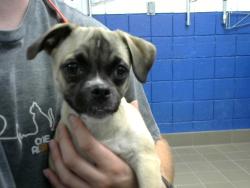Shelter Stray Female Dog last seen LEFT IN CRATE INFRONT OF INTAKE, 8920 Lomas Blvd NE, Albuquerque, NM 87112, USA