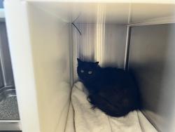 Shelter Stray Unknown Cat last seen Near BLOCK MEADOWBANK LN, COLORADO SPRINGS CO 80925, 610 Abbot Ln, Colorado Springs, CO 80905, USA