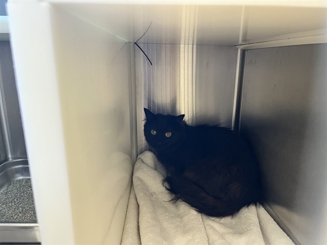 Shelter Stray Unknown Cat last seen Near BLOCK MEADOWBANK LN, COLORADO SPRINGS CO 80925, 610 Abbot Ln, Colorado Springs, CO 80905, USA