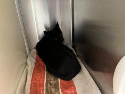 Shelter Stray Unknown Cat last seen Near BLOCK MEADOWBANK LN, COLORADO SPRINGS CO 80925, 610 Abbot Ln, Colorado Springs, CO 80905, USA
