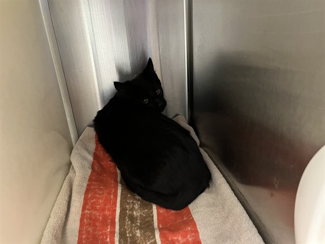 Shelter Stray Unknown Cat last seen Near BLOCK MEADOWBANK LN, COLORADO SPRINGS CO 80925, 610 Abbot Ln, Colorado Springs, CO 80905, USA