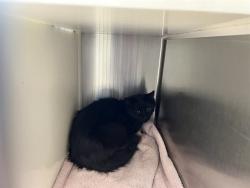 Shelter Stray Unknown Cat last seen Near BLOCK MEADOWBANK LN, COLORADO SPRINGS CO 80925, 610 Abbot Ln, Colorado Springs, CO 80905, USA