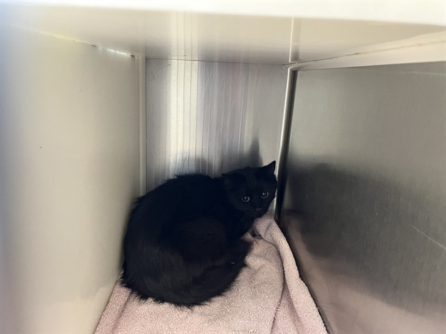 Shelter Stray Unknown Cat last seen Near BLOCK MEADOWBANK LN, COLORADO SPRINGS CO 80925, 610 Abbot Ln, Colorado Springs, CO 80905, USA