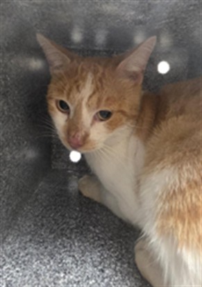 Shelter Stray Unknown Cat last seen Near BLOCK DOLARWAY, SANFORD FL 32771, 232 Eslinger Way, Sanford, FL 32773, USA