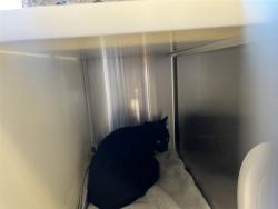 Shelter Stray Unknown Cat last seen Near BLOCK MEADOWBANK LN, COLORADO SPRINGS CO 80925, 610 Abbot Ln, Colorado Springs, CO 80905, USA
