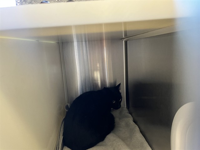 Shelter Stray Unknown Cat last seen Near BLOCK MEADOWBANK LN, COLORADO SPRINGS CO 80925, 610 Abbot Ln, Colorado Springs, CO 80905, USA