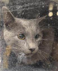Shelter Stray Unknown Cat last seen Near BLOCK DOLARWAY, SANFORD FL 32771, 232 Eslinger Way, Sanford, FL 32773, USA