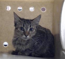 Shelter Stray Female Cat last seen Near BLOCK FALLS DR, HOPE MILLS NC 28348, 4704 Corporation Dr, Fayetteville, NC 28306, USA