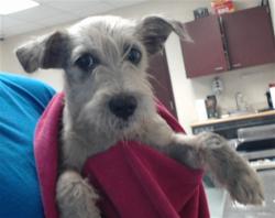 Shelter Stray Female Dog last seen Near BLOCK RIVER SCHOOL RD, WADE NC 28395, 4704 Corporation Dr, Fayetteville, NC 28306, USA